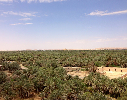 Bahariya-Oasis-Egypt (3)